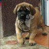 English Mastiff Puppy - Dav Pet Lovers