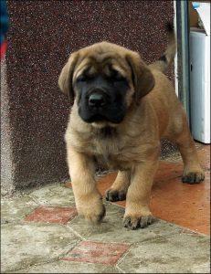 English Mastiff Puppy - Dav Pet Lovers