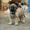 English Mastiff Puppies for Sale, Dav Pet Lovers, English mastiff puppy, english mastiff puppies