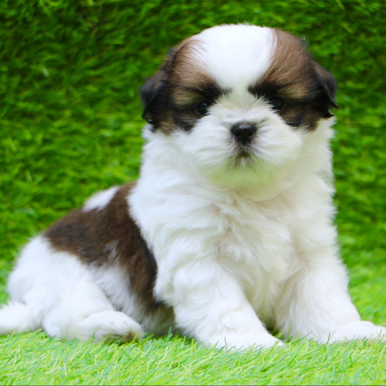 Shih Tzu Puppy - Dav Pet Lovers