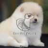 Toy Pom Puppy for Sale - Dav Pet Lovers