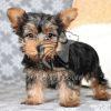 Yorkshire Terrier Puppy at Best Price - Dav Pet Lovers