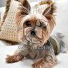 Yorkshire Terrier Puppy Sale - Dav Pet Lovers