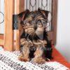 Yorkshire Terrier Puppy - Dav Pet Lovers