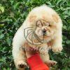 Chow Chow Puppy Sale
