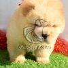 Chow Chow Puppy for Sale - Dav Pet Lovers