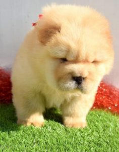 Chow Chow Puppy for Sale - Dav Pet Lovers