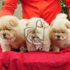 Chow Chow Puppies - Dav Pet Lovers