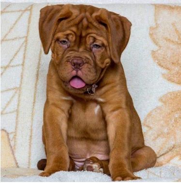 Large Breed Puppies Complete Training Guide