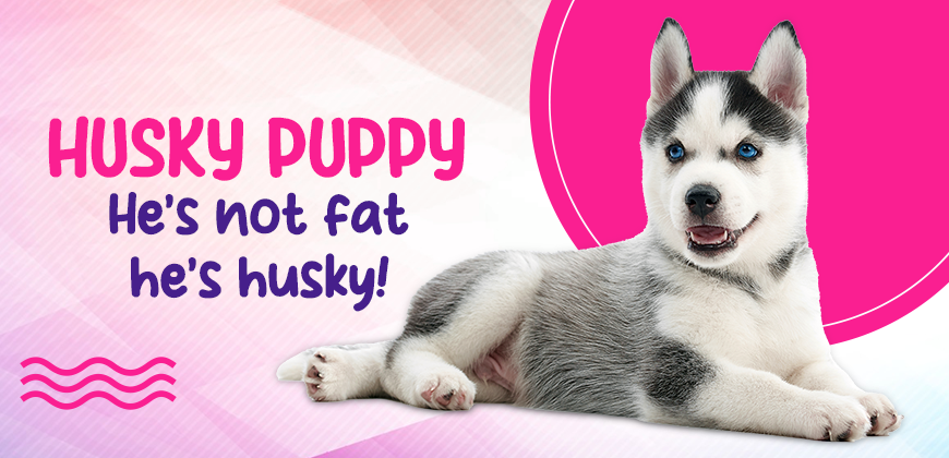 Siberian Husky Puppy for Sale
